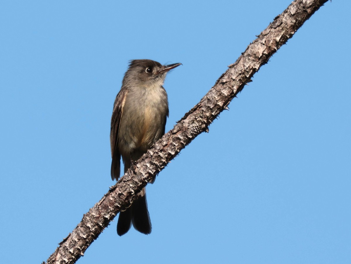 Cuban Pewee - Joan Baker