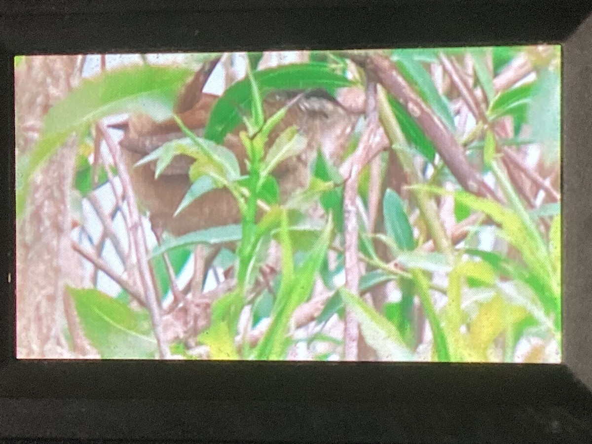 Marsh Wren - Steven Grunwald