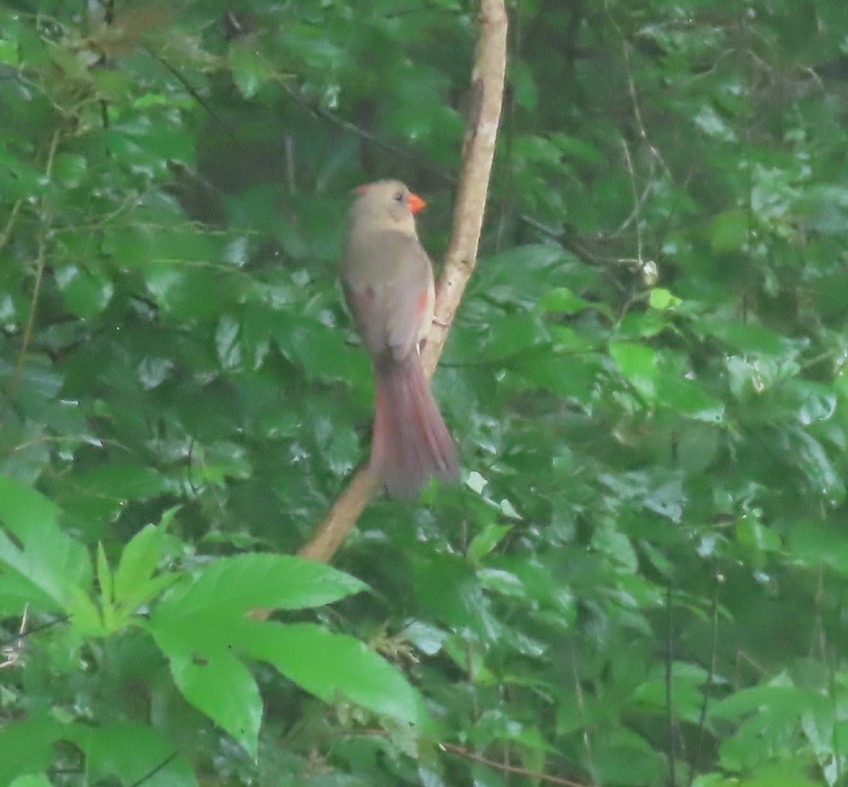 Northern Cardinal - Bill Wright_cc