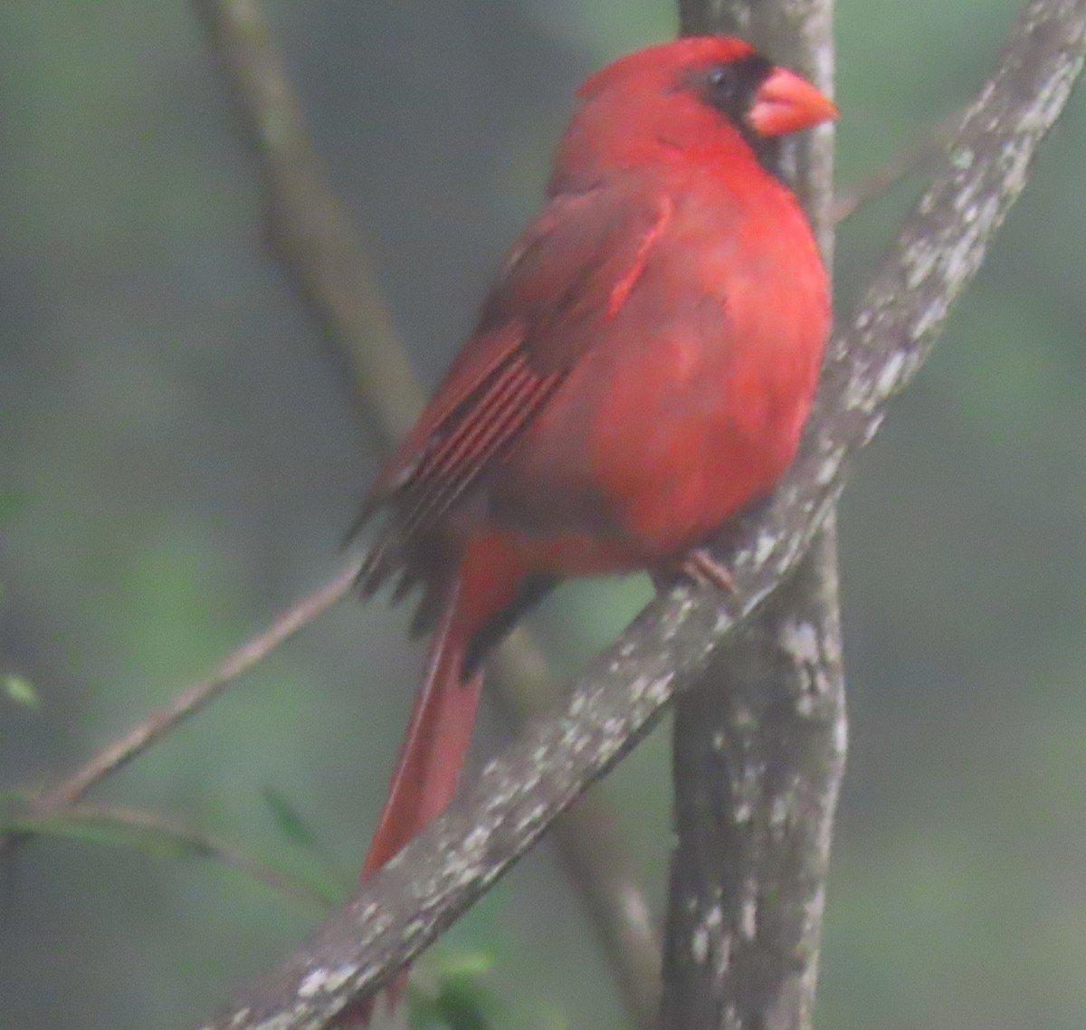 Northern Cardinal - Bill Wright_cc