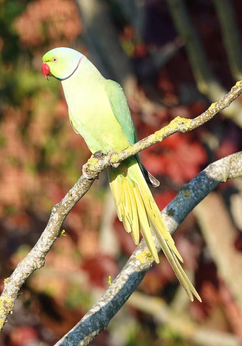 Rose-ringed Parakeet - Richard J K