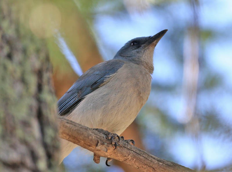 Geai du Mexique - ML619296926