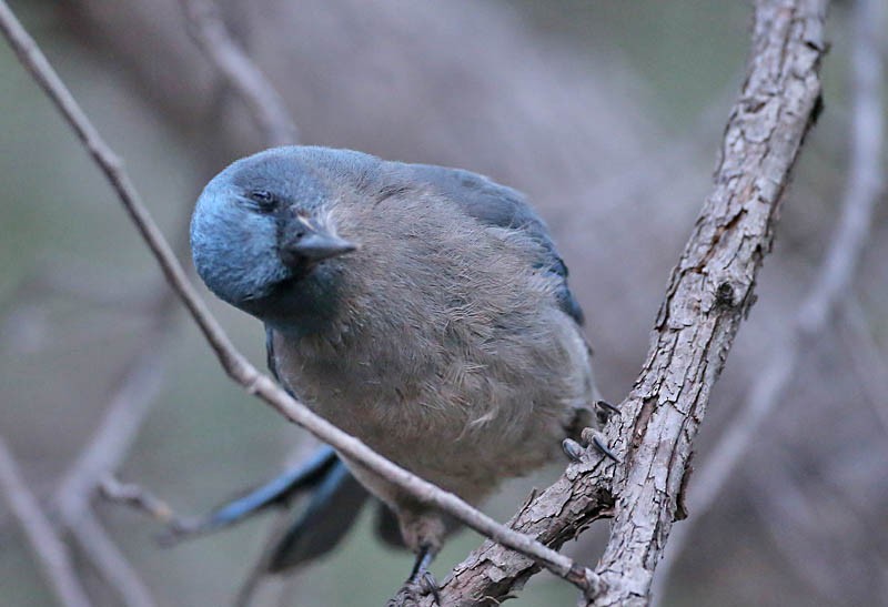 Geai du Mexique - ML619296927