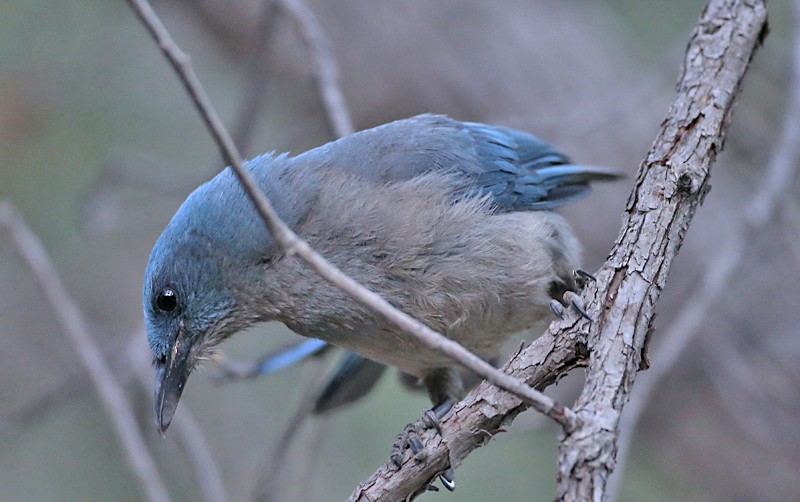 Geai du Mexique - ML619296928