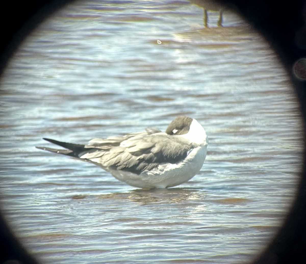 Laughing Gull - ML619296930