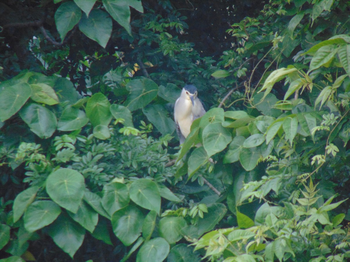 Black-crowned Night Heron - Sarath Chandran P