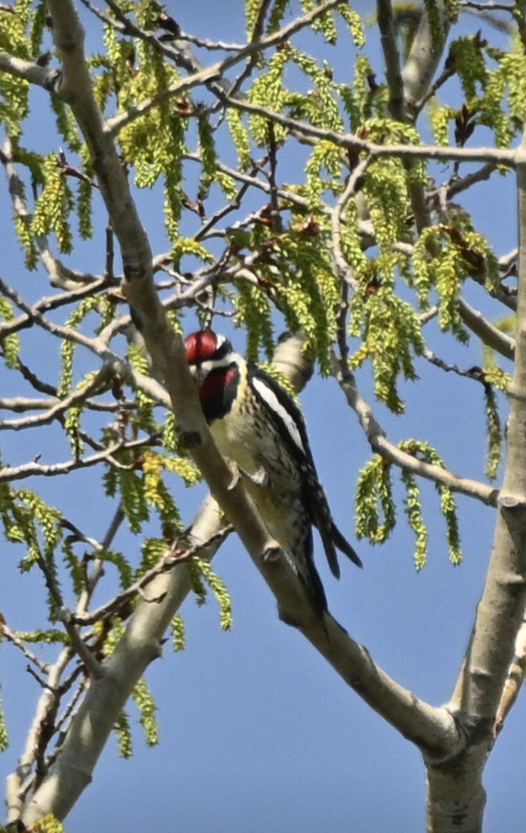 Yellow-bellied Sapsucker - Sylvie Rioux