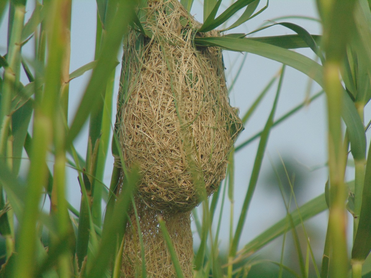 Streaked Weaver - ML619296946