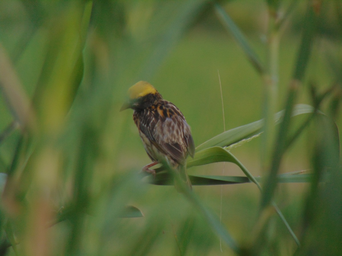 Streaked Weaver - ML619296947