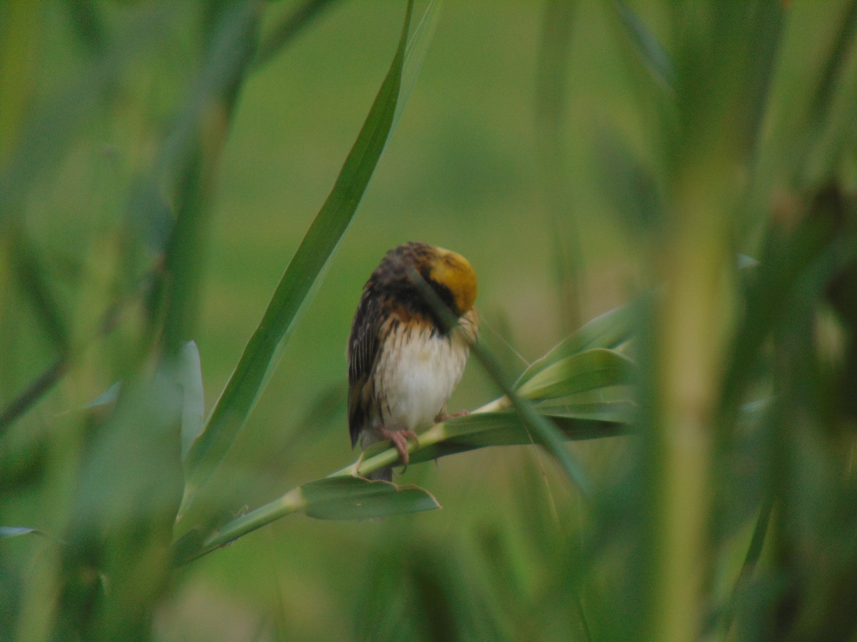 Streaked Weaver - ML619296948