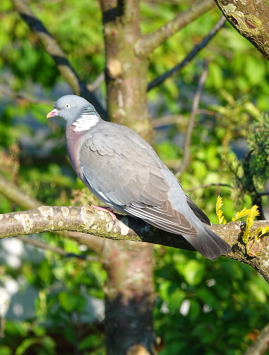 Common Wood-Pigeon - Richard J K