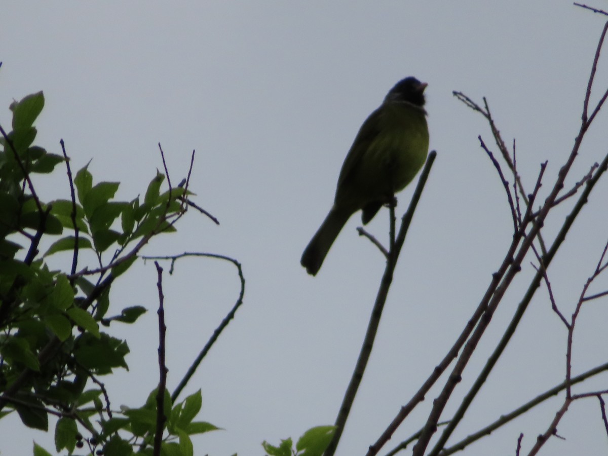 Collared Finchbill - ML619296955