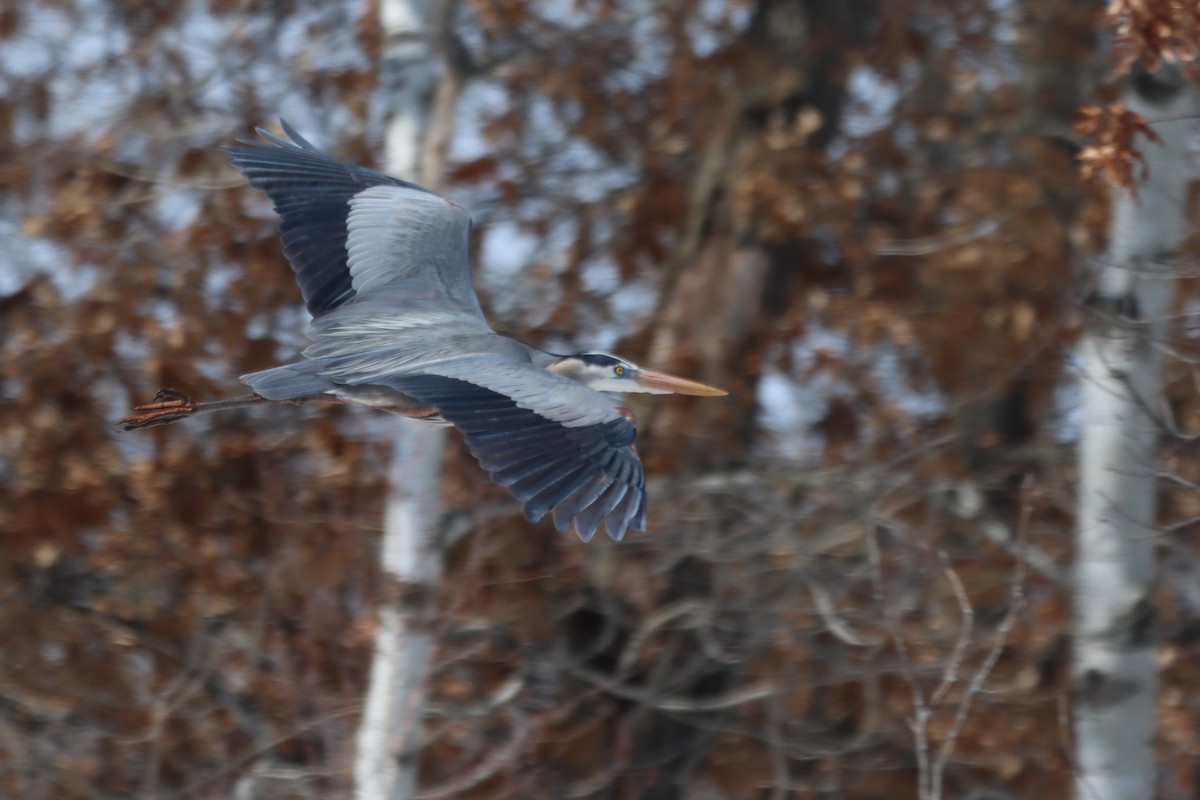 Great Blue Heron - ML619296962