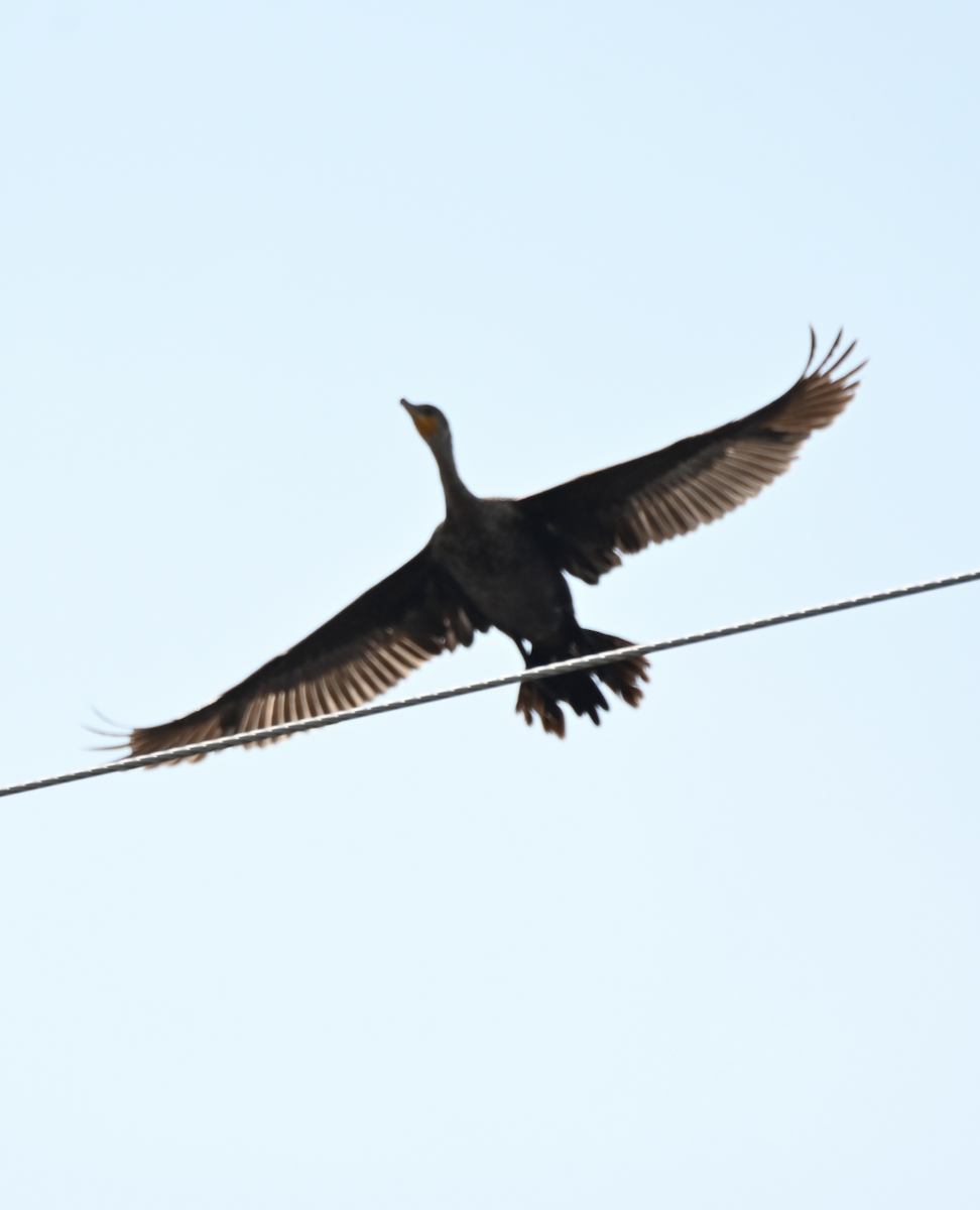 Double-crested Cormorant - Sylvie Rioux