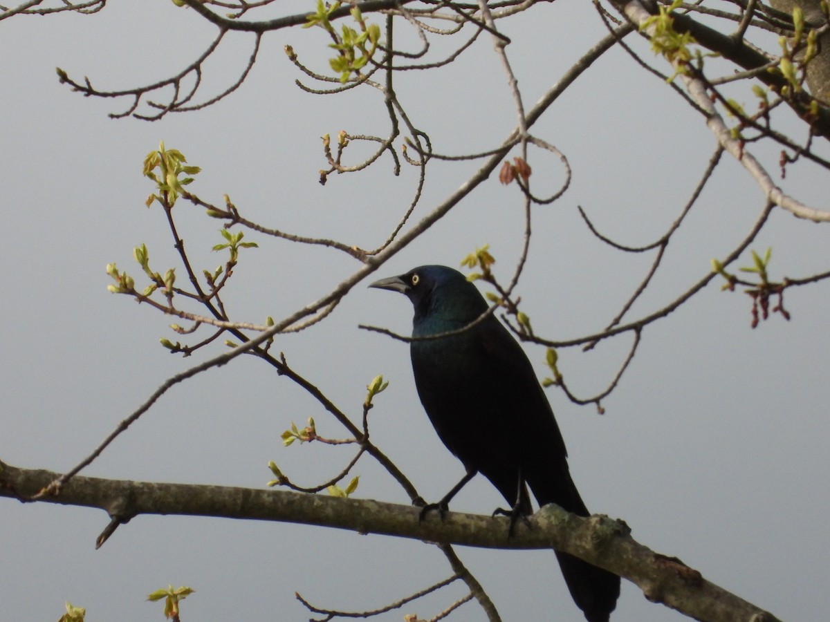 Common Grackle - ML619296999