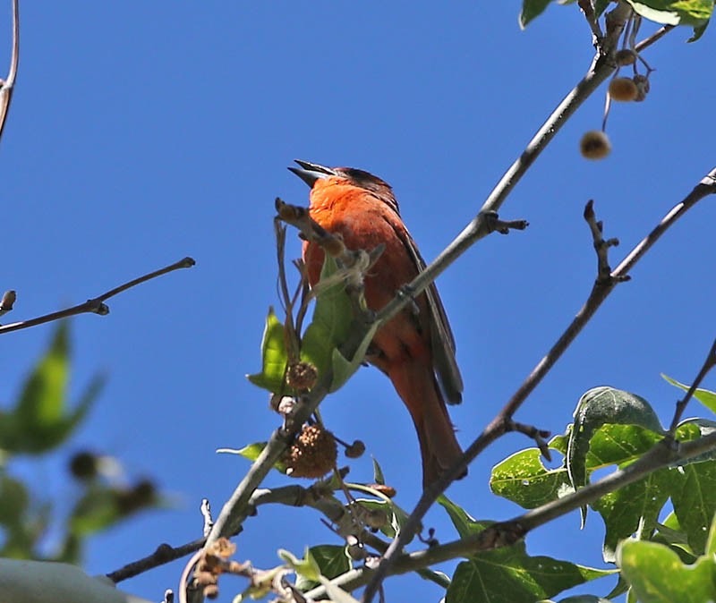 Hepatic Tanager - Michael Walther