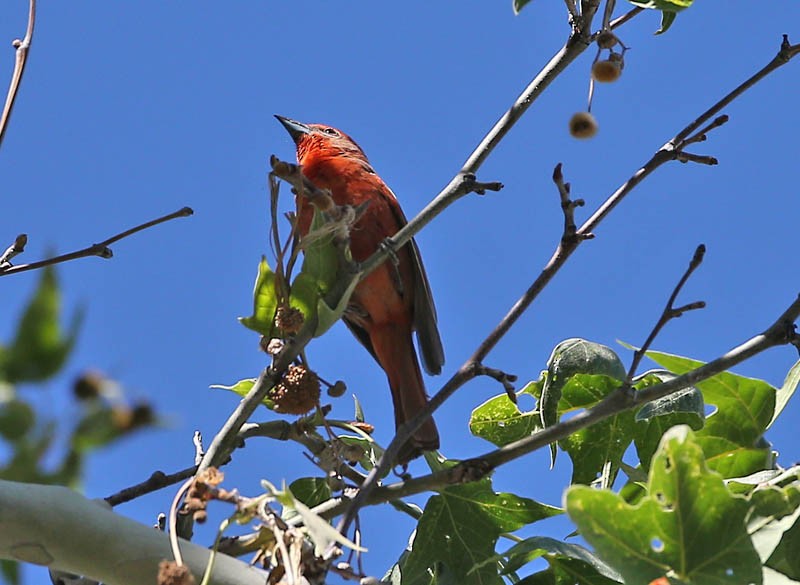 Hepatic Tanager - Michael Walther