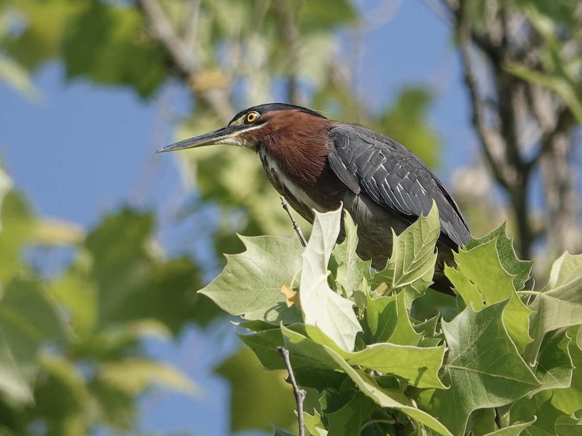 Green Heron - ML619297014