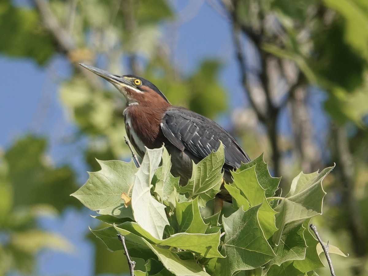 Green Heron - ML619297018