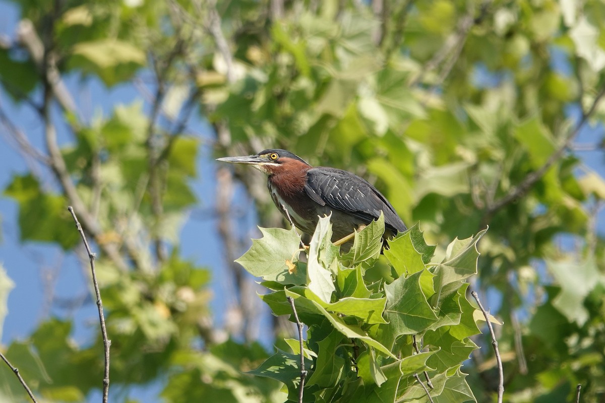 Green Heron - ML619297019