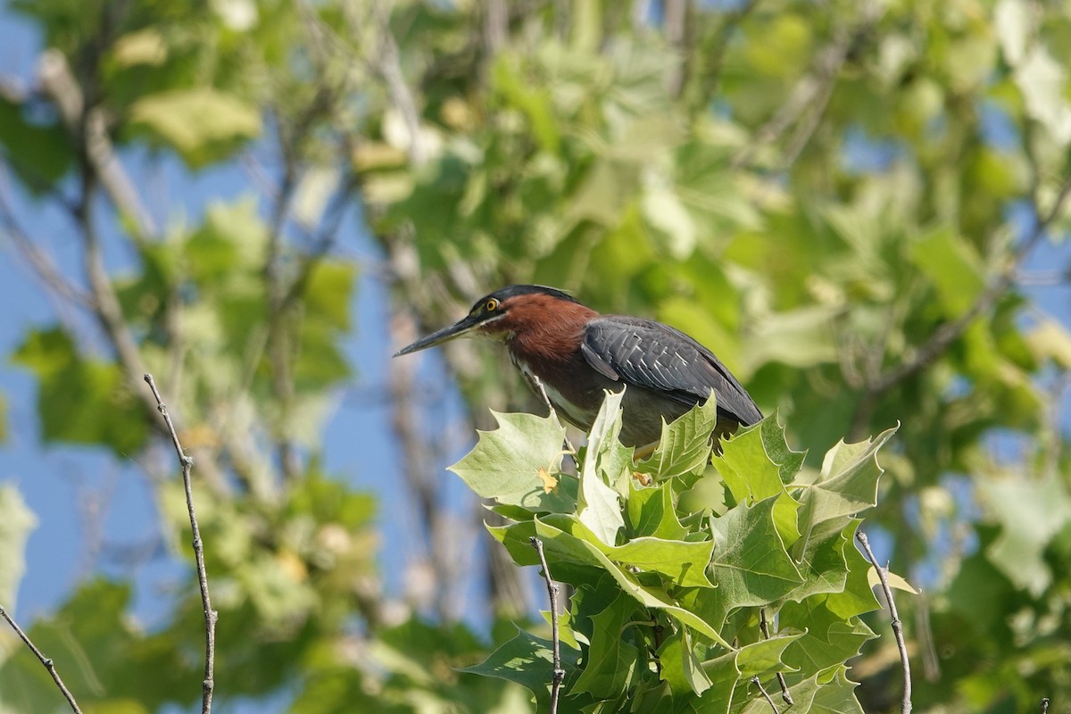 Green Heron - ML619297020