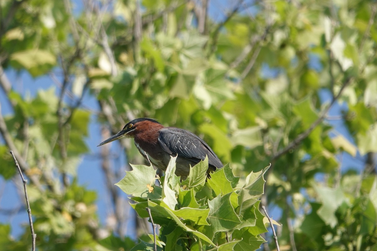 Green Heron - ML619297021