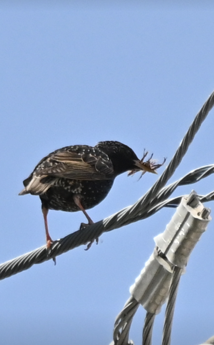 European Starling - Sylvie Rioux