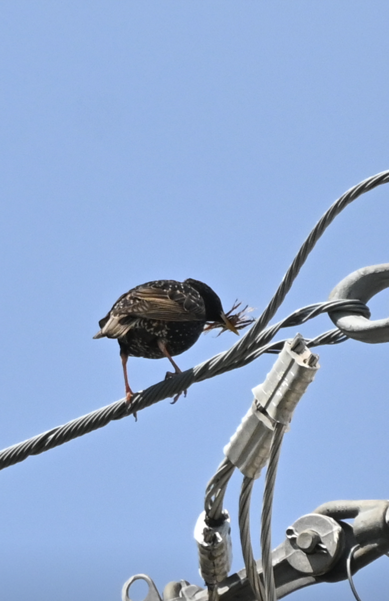 European Starling - Sylvie Rioux