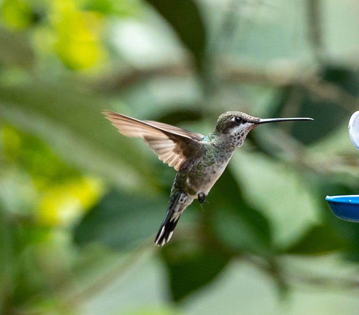 Colibri médiastin - ML619297032