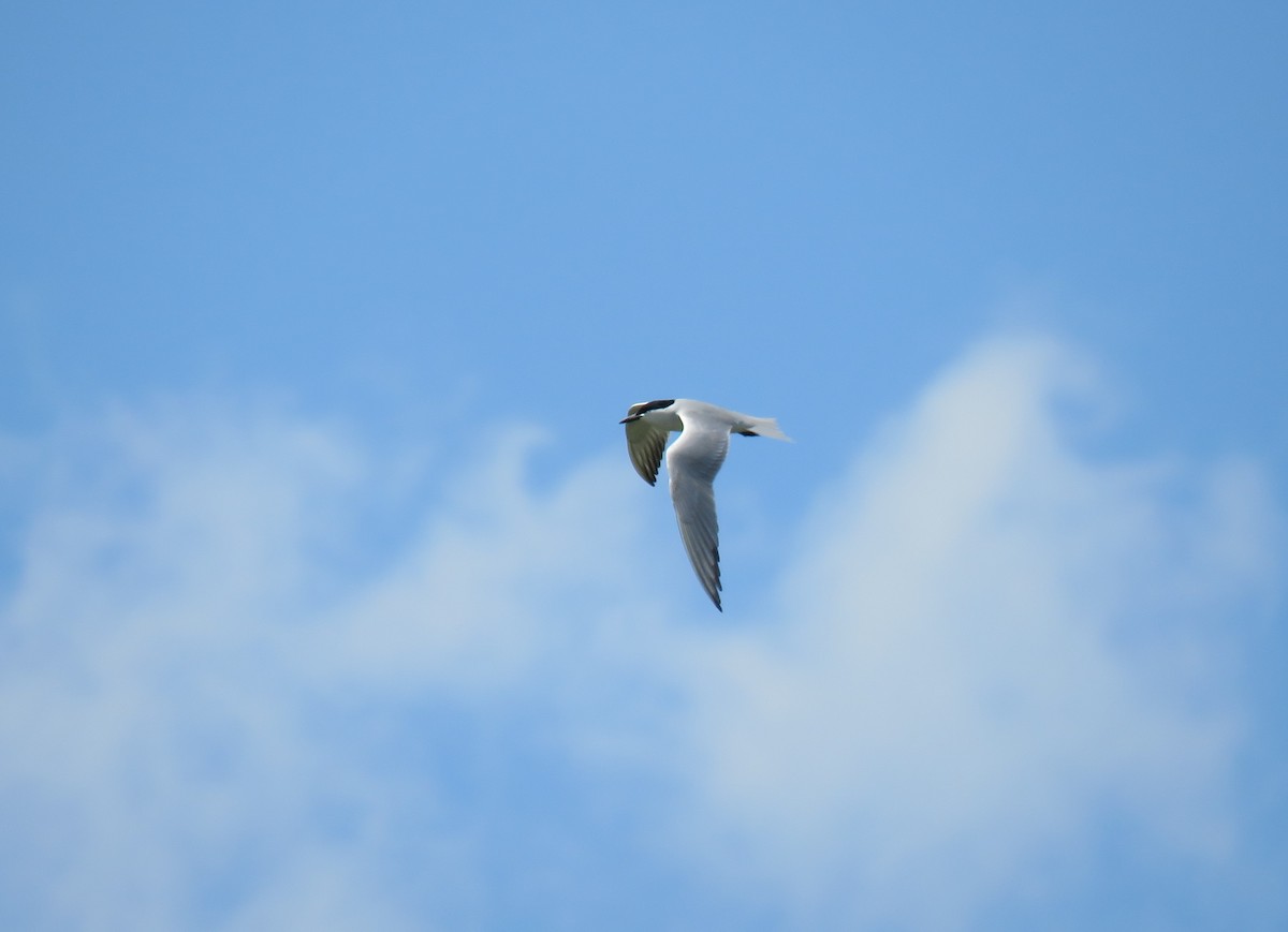 Gull-billed Tern - Frederik Bexter