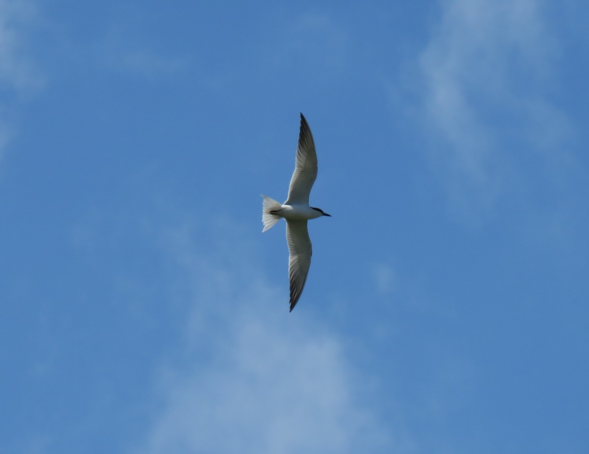 Gull-billed Tern - Frederik Bexter