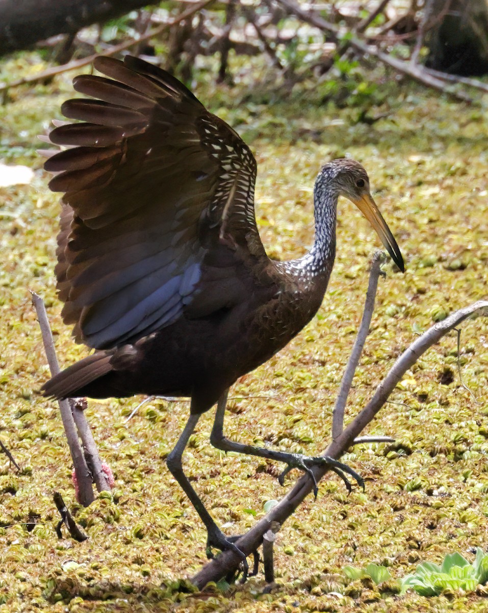 Limpkin - Anonymous