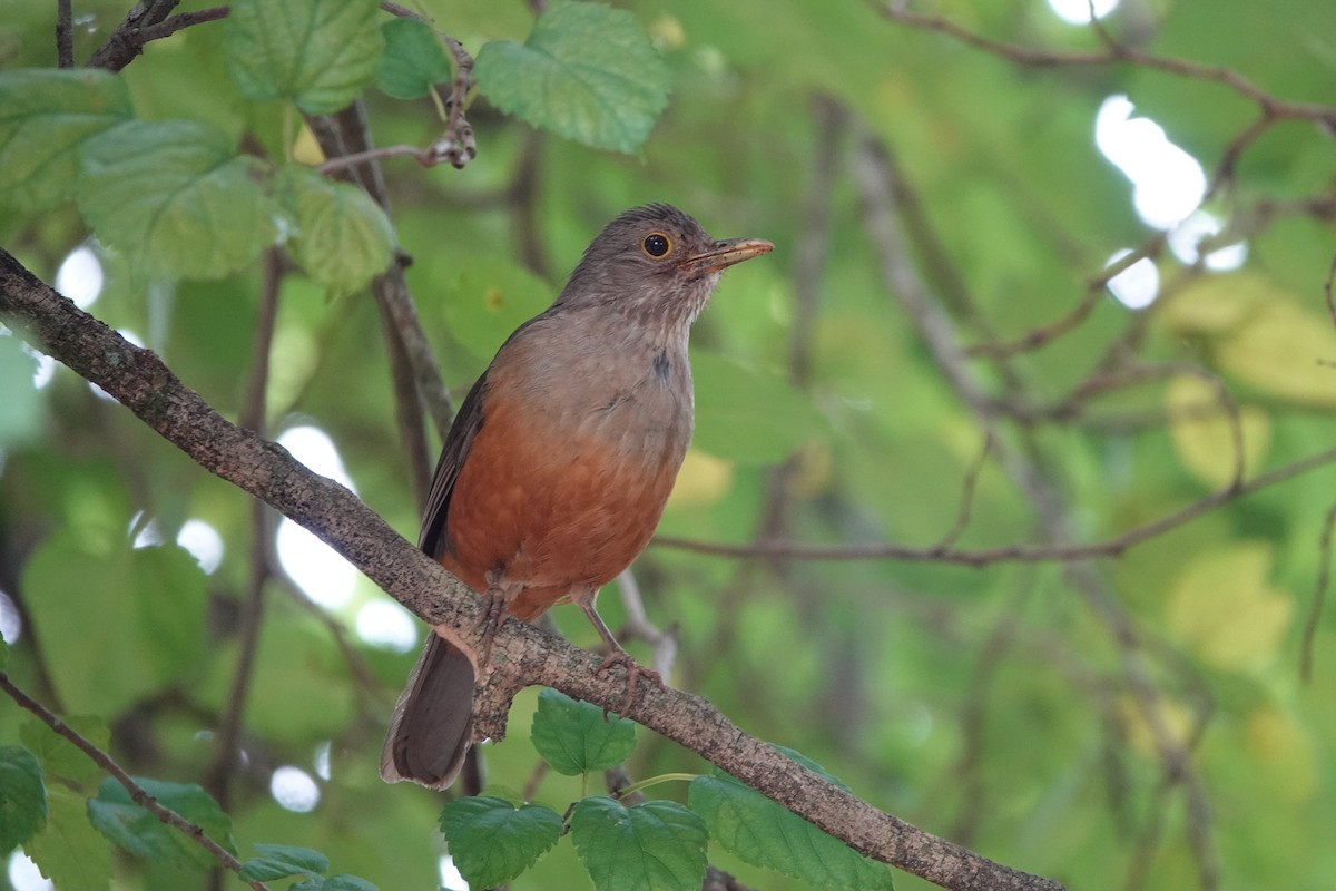 Rufous-bellied Thrush - Marcus Müller