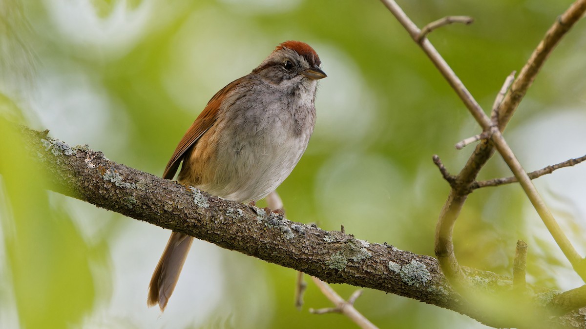 Swamp Sparrow - ML619297080