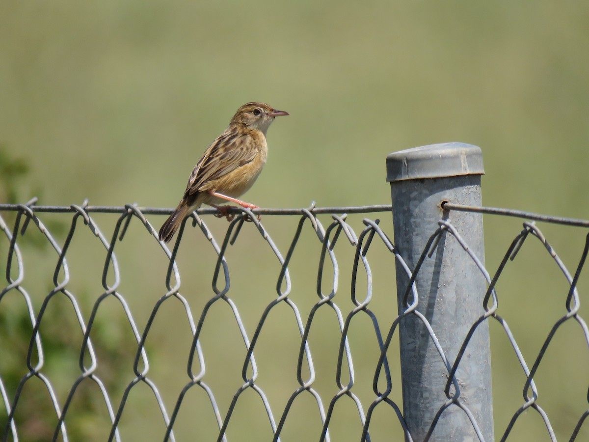 Zitting Cisticola - Frederik Bexter