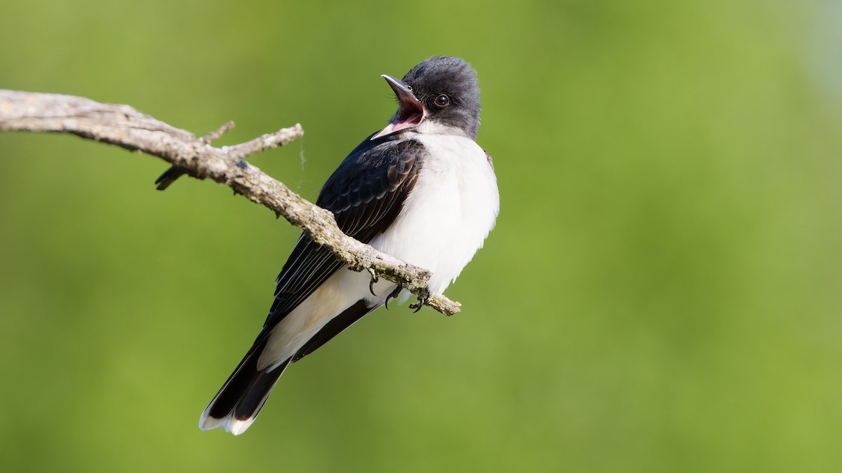 Eastern Kingbird - ML619297095