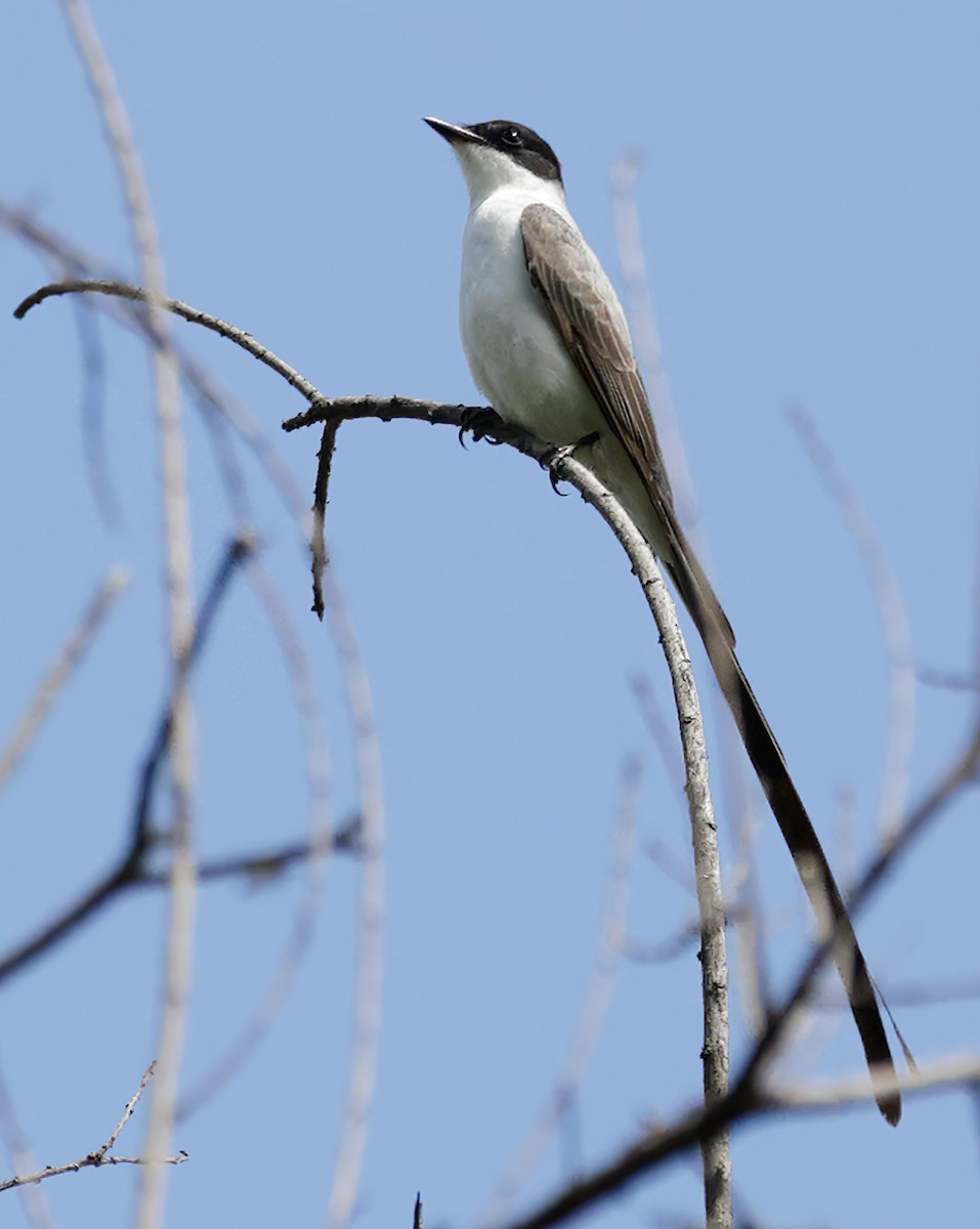 Fork-tailed Flycatcher - Anonymous