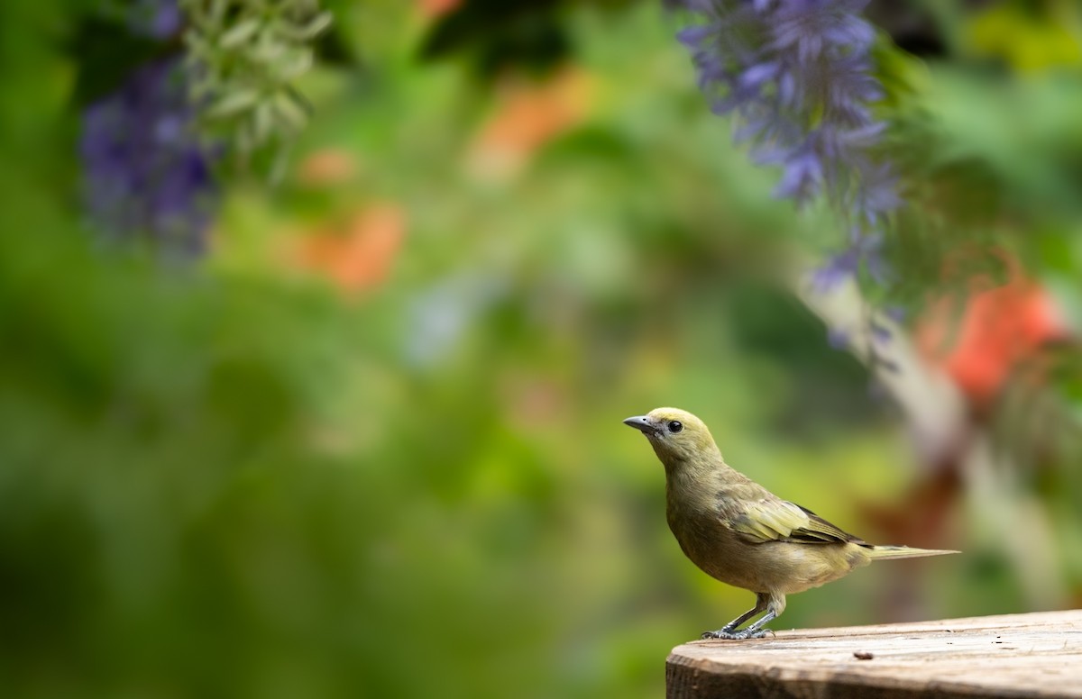 Palm Tanager - Marcus Müller