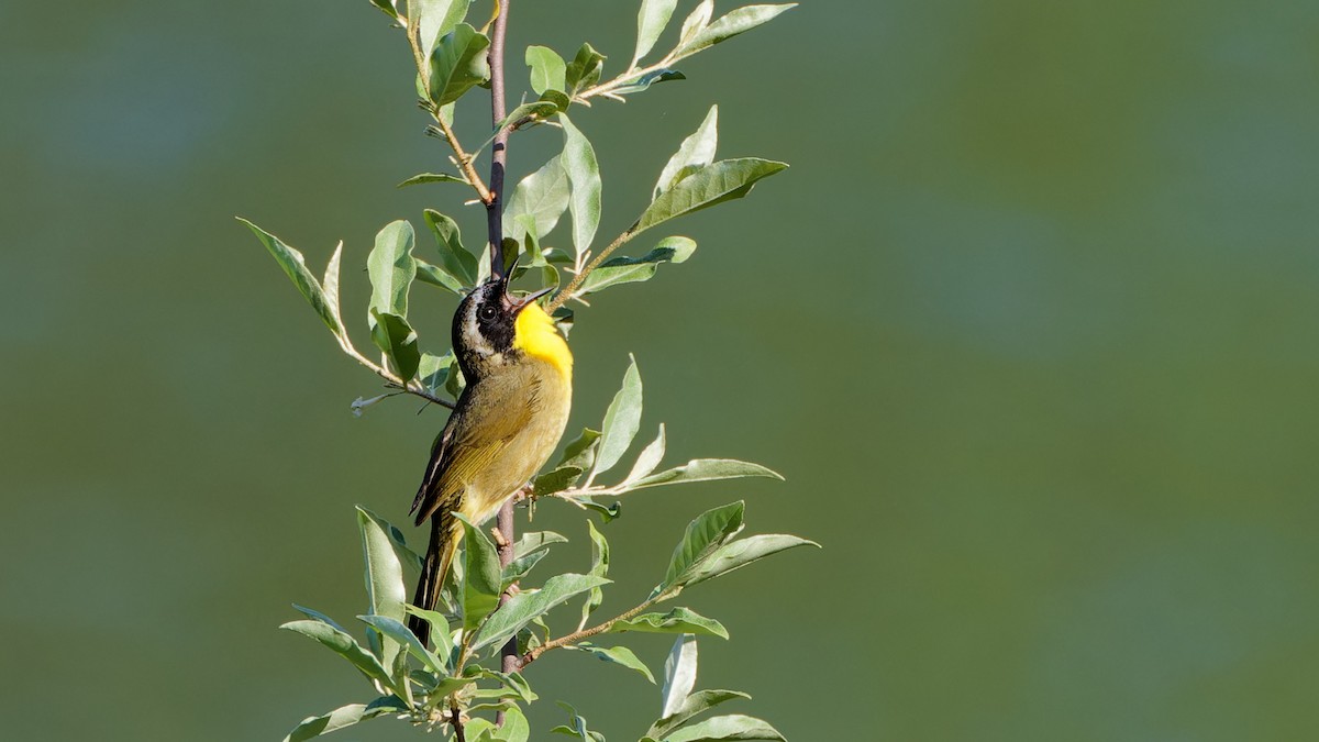 Common Yellowthroat - ML619297112