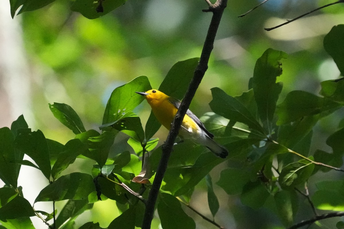 Prothonotary Warbler - ML619297116