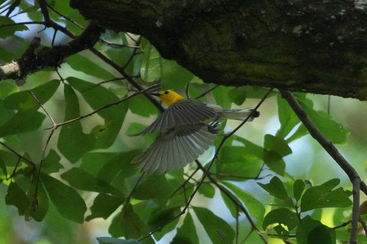 Prothonotary Warbler - ML619297117