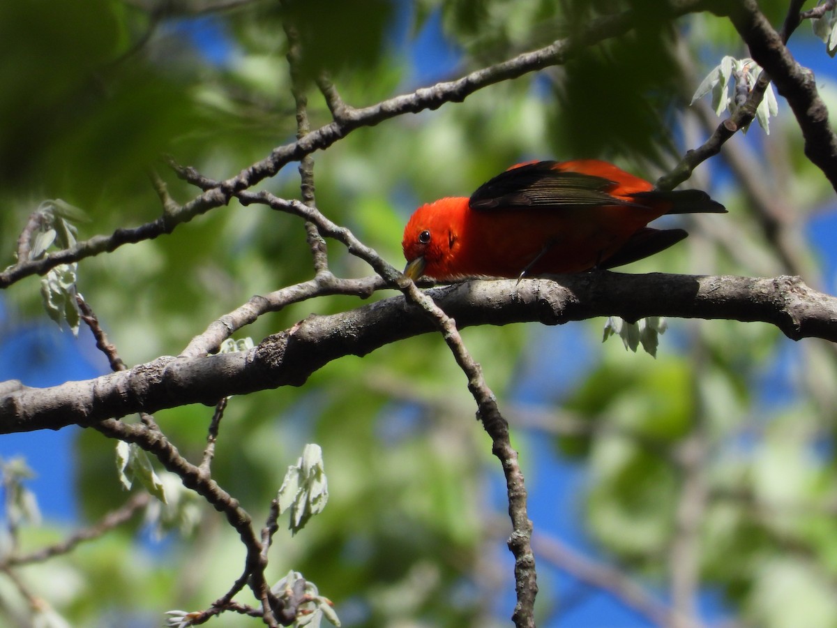 Scarlet Tanager - ML619297119