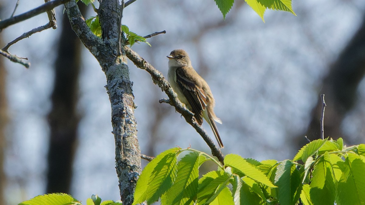 Willow Flycatcher - ML619297120