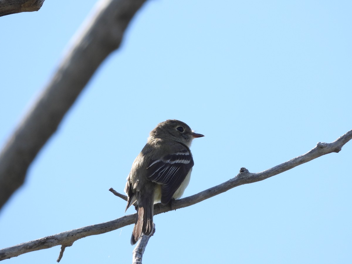 Least Flycatcher - ML619297125