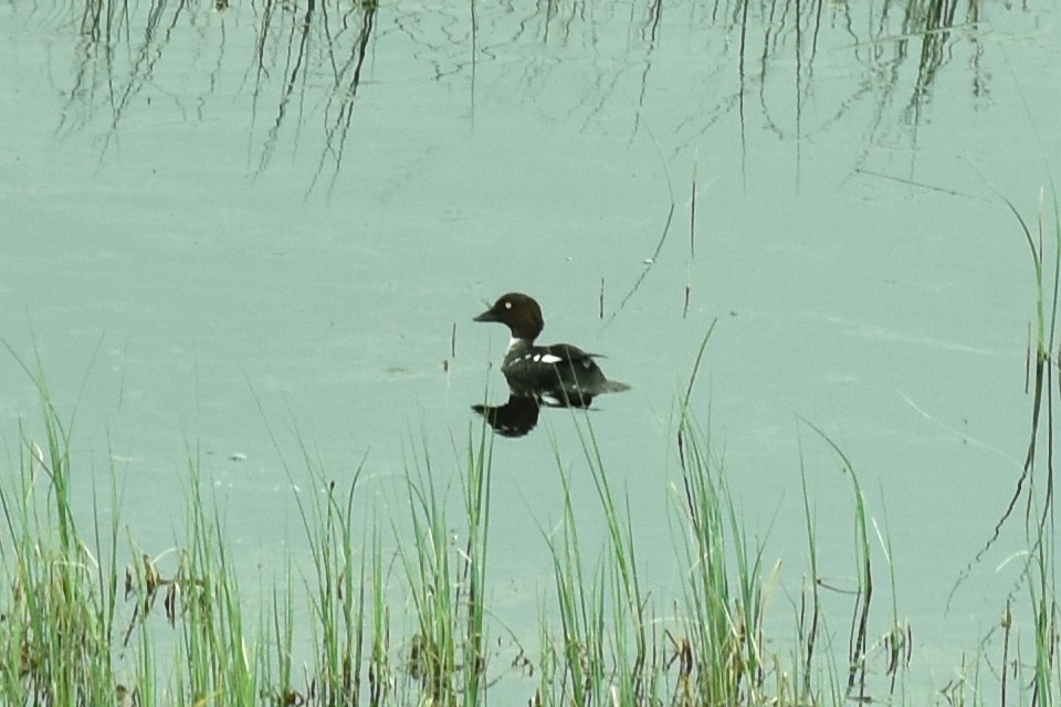 Common Goldeneye - ML619297132