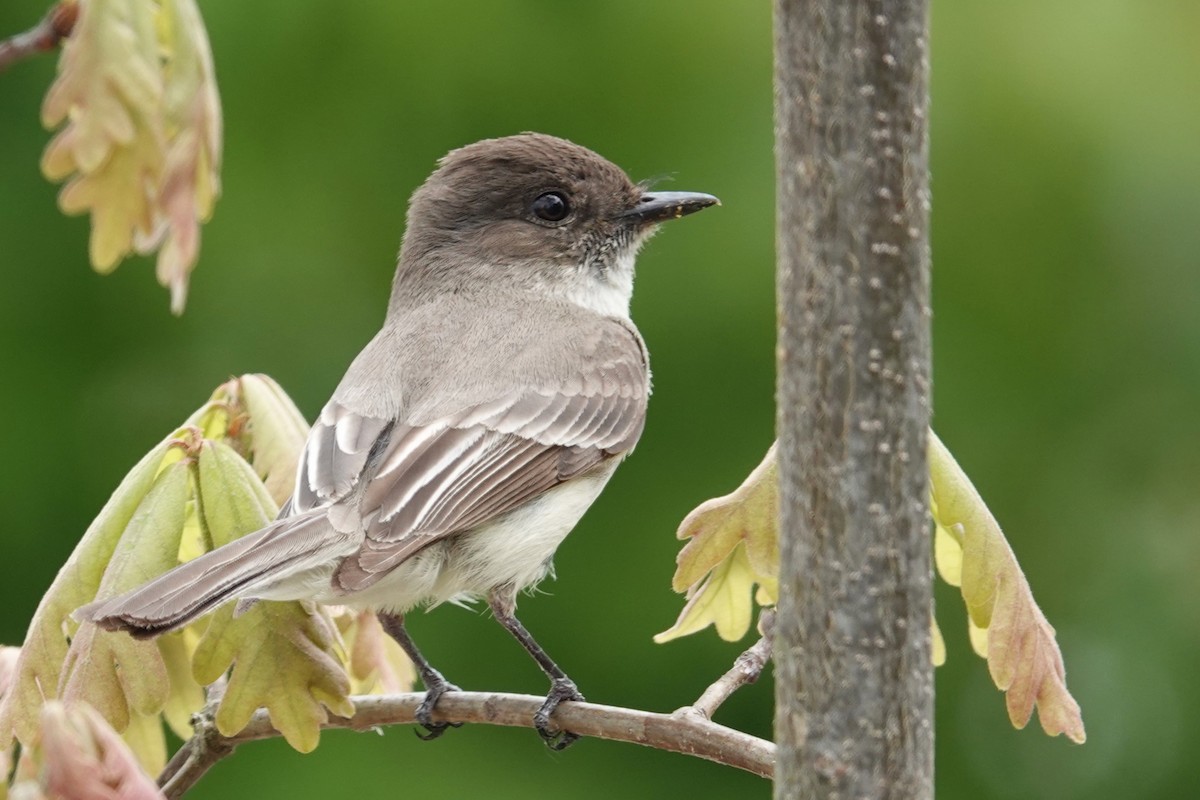 Eastern Phoebe - Jeffrey Turner