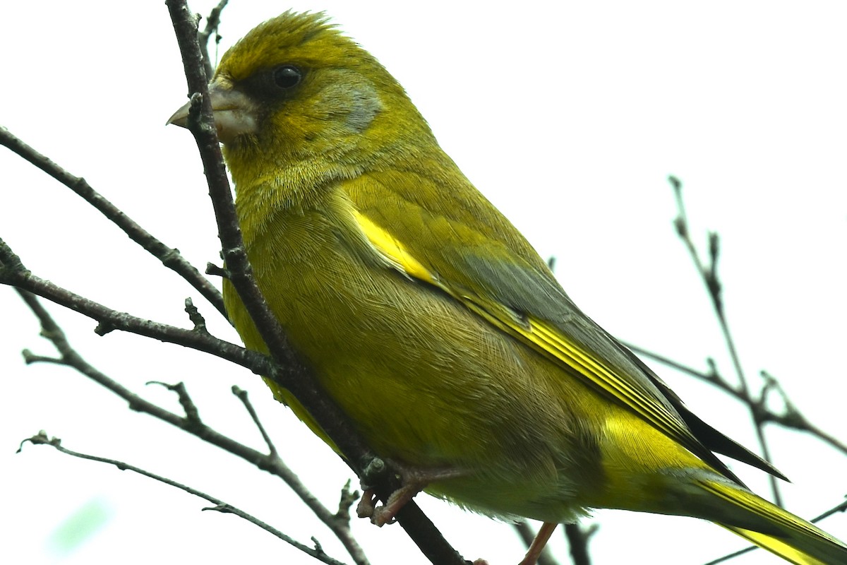 European Greenfinch - ML619297162