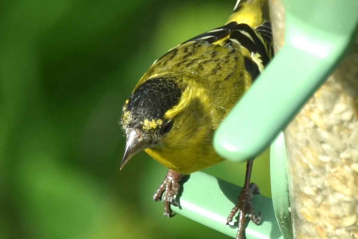 Eurasian Siskin - Blair Whyte