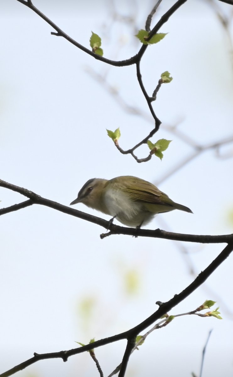 Red-eyed Vireo - ML619297167