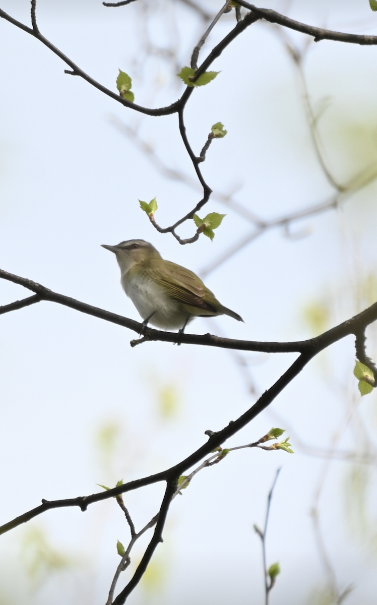 Kızıl Gözlü Vireo - ML619297168